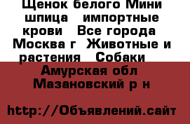 Щенок белого Мини шпица , импортные крови - Все города, Москва г. Животные и растения » Собаки   . Амурская обл.,Мазановский р-н